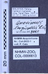 Etiketten zu Quasimus longicornis (Dolin, 1993) (NHMW-ZOO-COL-0006613)